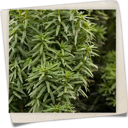 Eibe 'David' Eibe 'David'