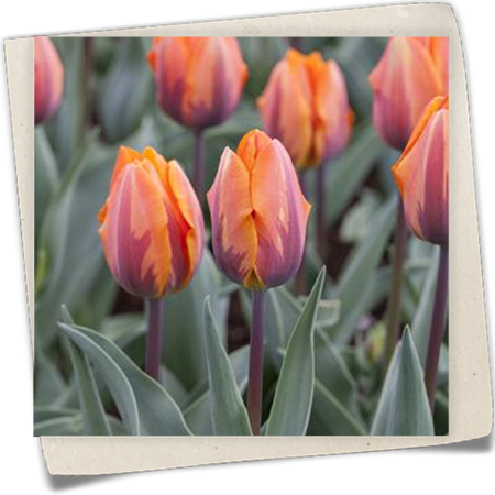 Tulpe 'Prinses Irene' Tulpe 'Prinses Irene'