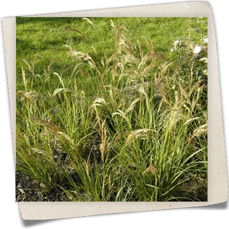 Silberährengras 'Algäu' Silberährengras 'Algäu'