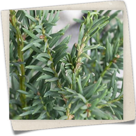 Eibe 'Fips' Eibe 'Fips'