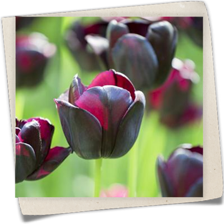 Schwarze Tulpe 'Queen of Night' Schwarze Tulpe 'Queen of Night'