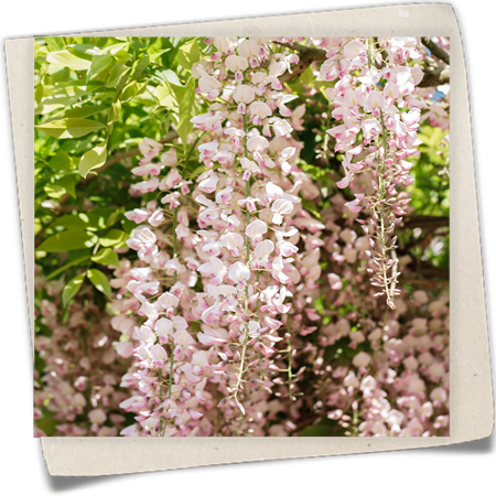 Edelblauregen 'Honbeni' Edelblauregen 'Honbeni'