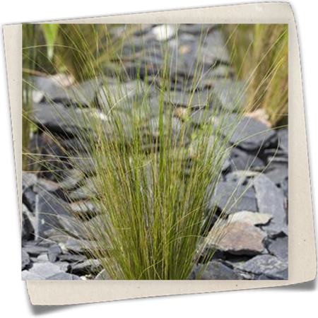 Zartes Federgras Zartes Federgras