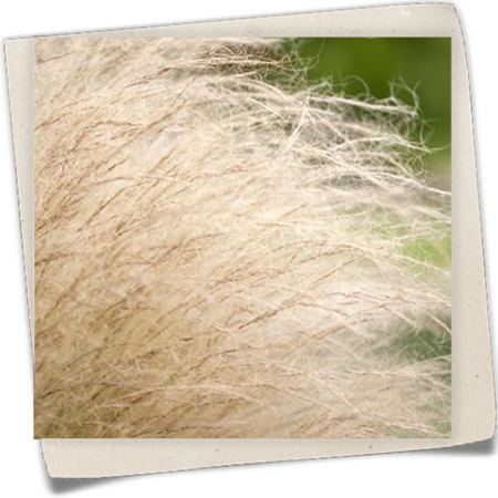 Zartes Garten-Federgras Zartes Garten-Federgras