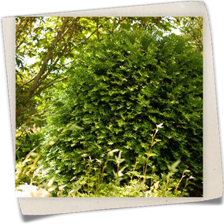 Eibe 'Hessei' Eibe 'Hessei'