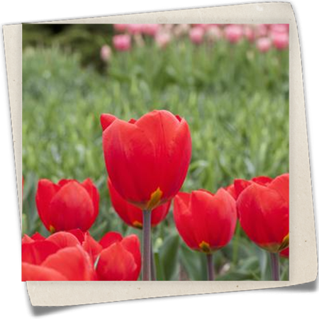 Tulpe 'Red Flair' Tulpe 'Red Flair'