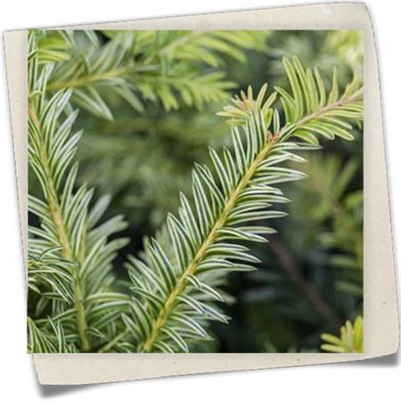 Eibe 'Ivory Tower' Eibe 'Ivory Tower'