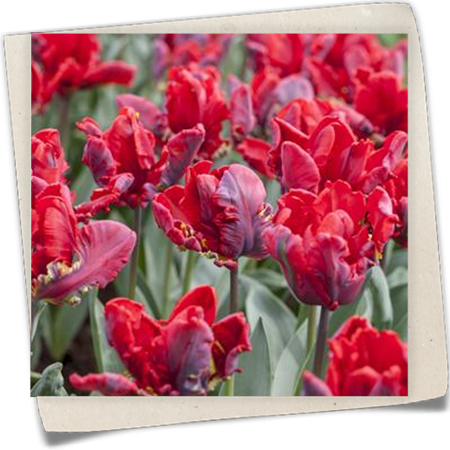 Papageien Tulpe 'Roccoco' Papageien Tulpe 'Roccoco'