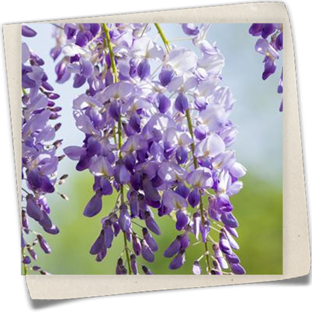 Chinesischer Blauregen Chinesischer Blauregen