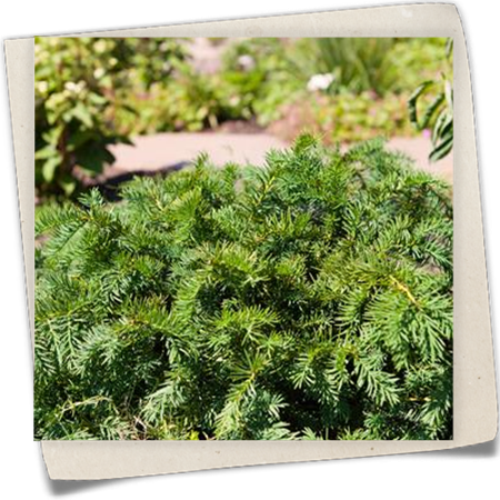 Tafeleibe 'Repandens' Tafeleibe 'Repandens'