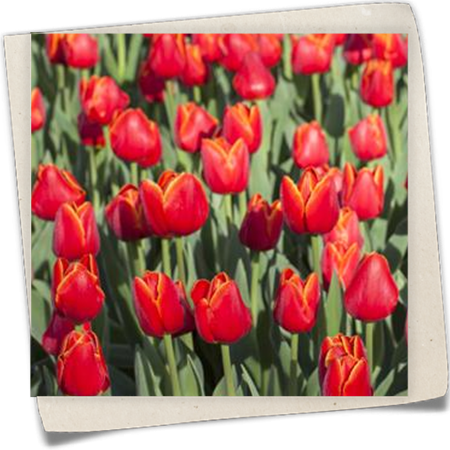 Triumph Tulpe (TT) Triumph Tulpe (TT)