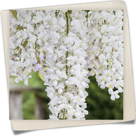 Blauregen 'Nivea' Blauregen 'Nivea'