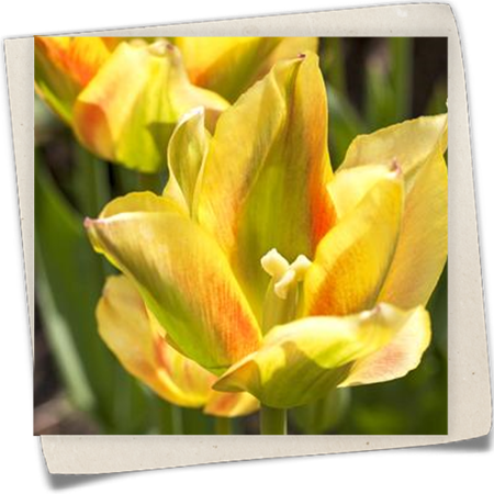 Tulpe 'Artist' Tulpe 'Artist'