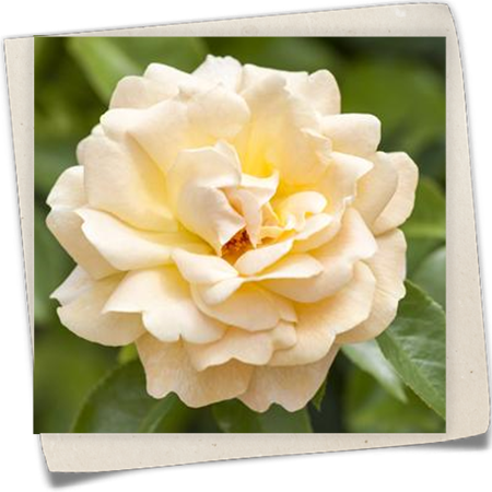 Strauchrose Strauchrose