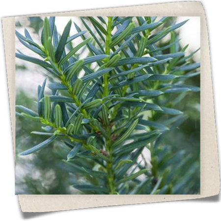 Japanische Eibe Japanische Eibe