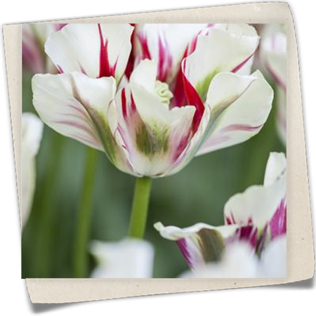 Tulpe 'Flaming Springgreen' Tulpe 'Flaming Springgreen'