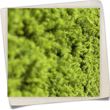 Fruchtende Bechereibe 'Hicksii' Fruchtende Bechereibe 'Hicksii'