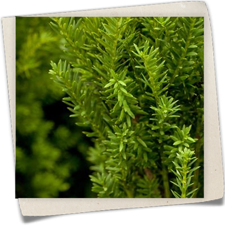 Eibe 'Hillii' Eibe 'Hillii'