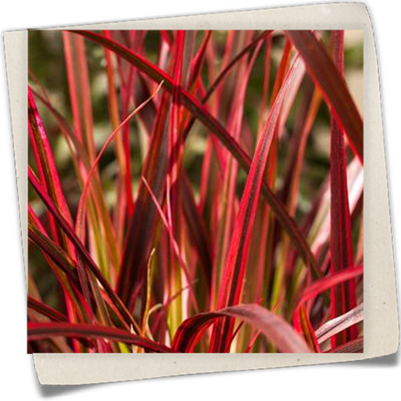 Mahagonigras Mahagonigras