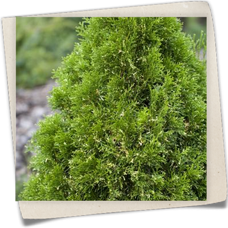 Abendländischer Lebensbaum Abendländischer Lebensbaum