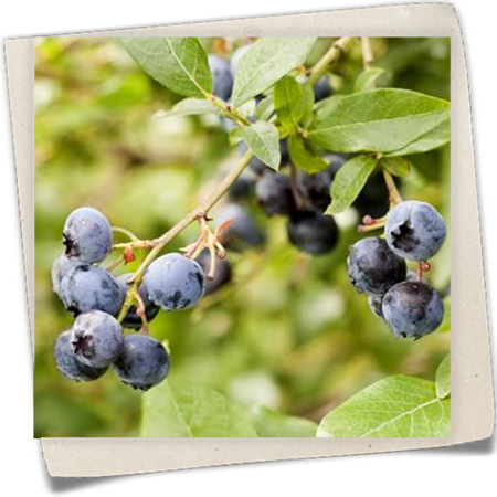 Amerikanische Heidelbeere Amerikanische Heidelbeere