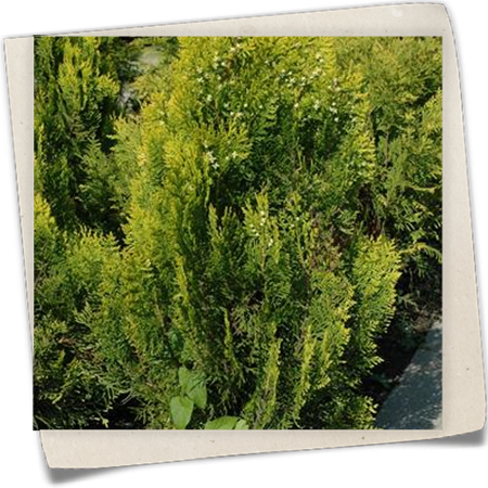 Gelber Zwerg-Lebensbaum 'Aurea Nana' Gelber Zwerg-Lebensbaum 'Aurea Nana'