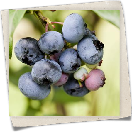 Heidelbeere 'Aurora'® Heidelbeere 'Aurora'®