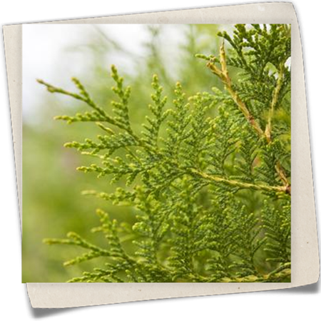 Lebensbaum 'Brabant' Lebensbaum 'Brabant'