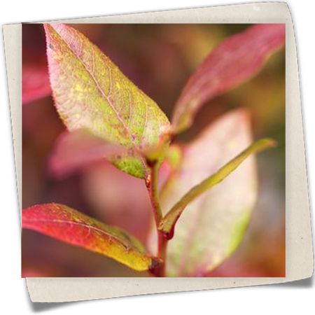 Heidelbeere 'Bluecrop' Heidelbeere 'Bluecrop'