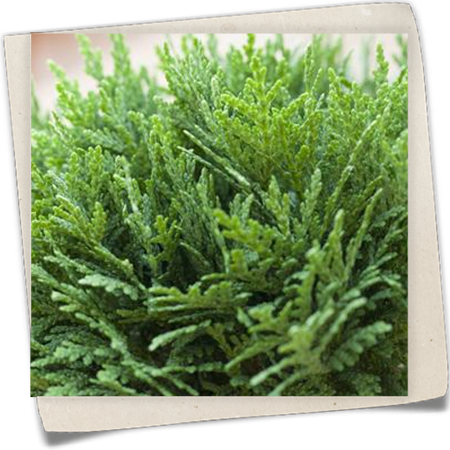 Zwergiger Kugel-Lebensbaum 'Danica' Zwergiger Kugel-Lebensbaum 'Danica'