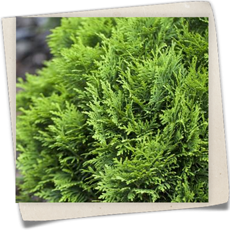 Lebensbaum 'Little Gem' Lebensbaum 'Little Gem'