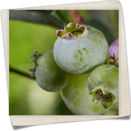 Heidelbeere 'Bluegold' Heidelbeere 'Bluegold'