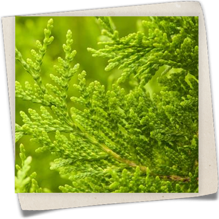 Lebensbaum 'Golden Brabant'® Lebensbaum 'Golden Brabant'®