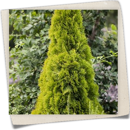 Lebensbaum 'Golden Smaragd'® Lebensbaum 'Golden Smaragd'®