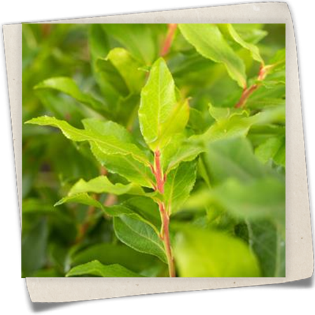 Heidelbeere 'Luckyberry'® Heidelbeere 'Luckyberry'®