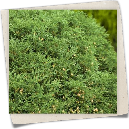 Lebensbaum 'Hetz Midget' Lebensbaum 'Hetz Midget'