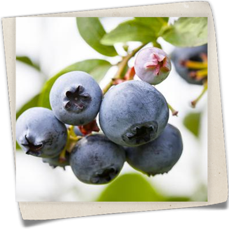 Heidelbeere 'North Country' Heidelbeere 'North Country'