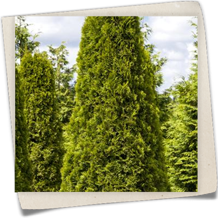 Lebensbaum 'Smaragd' Lebensbaum 'Smaragd'