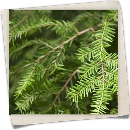 Kanadische Hemlocktanne Kanadische Hemlocktanne