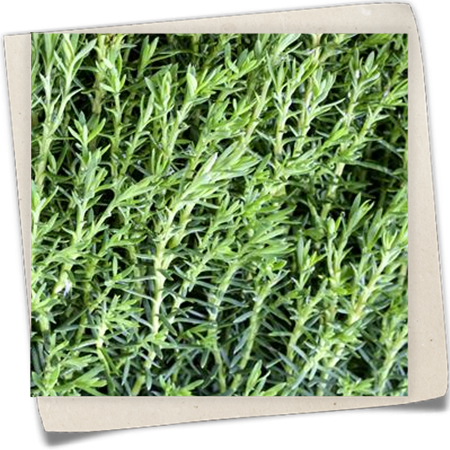 Kuschellebensbaum 'Teddy' Kuschellebensbaum 'Teddy'