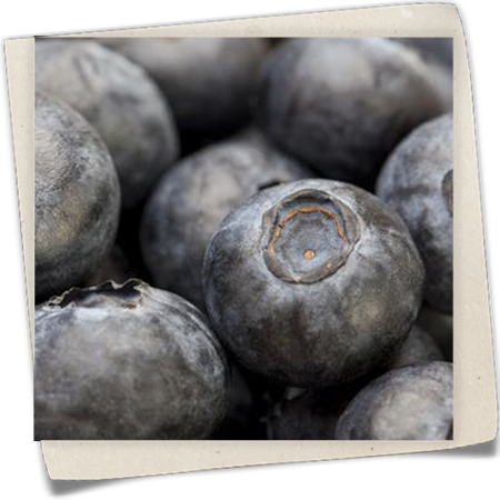 Blaubeere Blaubeere