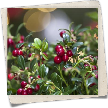 Preiselbeere Preiselbeere