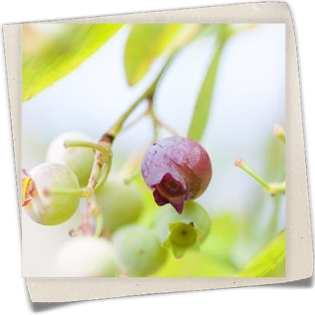 Preiselbeere 'Red Pearl' Preiselbeere 'Red Pearl'