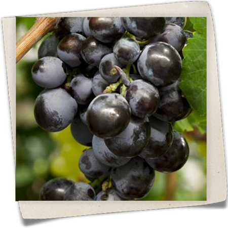 Weintraube Weintraube