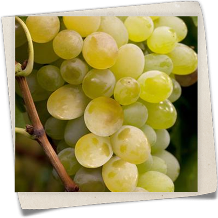 Weintraube 'Lakemont' Weintraube 'Lakemont'