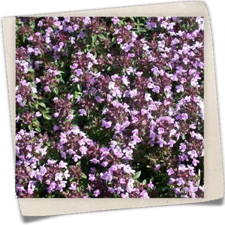 Kümmel-Thymian Kümmel-Thymian