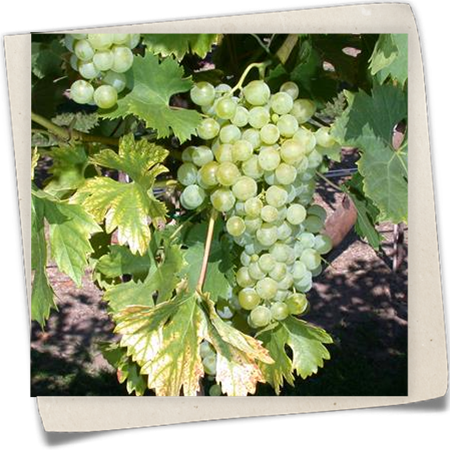 Tafeltraube 'Fanny'(s) Tafeltraube 'Fanny'(s)