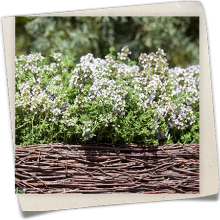 Echter Thymian Echter Thymian