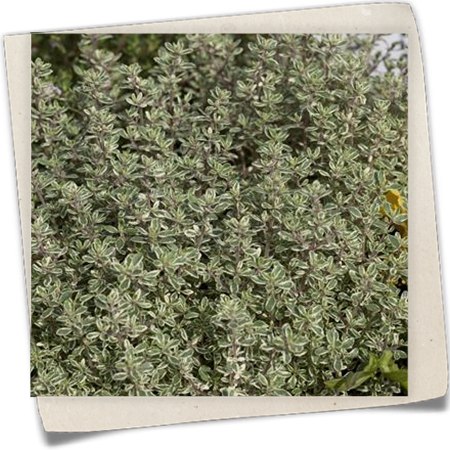 Orangen-Thymian Orangen-Thymian