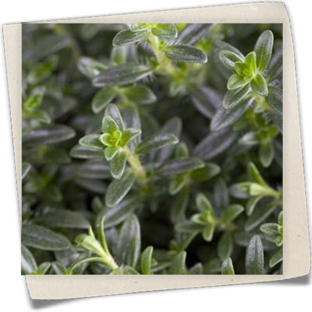 Thymian 'Faustini' Thymian 'Faustini'